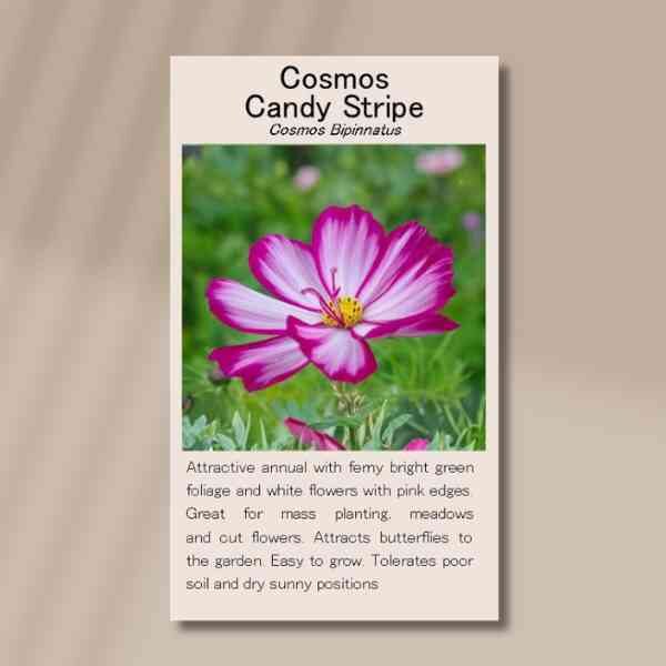 cosmos-candy-stripe-front Cosmos candy stripe front
