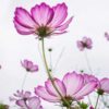 cosmos-candy-stripe-seeds-1