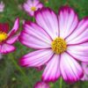 cosmos-candy-stripe-seeds