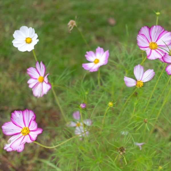 cosmos-candy-stripe-seeds-2 cosmos-candy-stripe-seeds-2