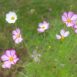 cosmos-candy-stripe-seeds-2