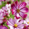 cosmos-candy-stripe-seeds-3