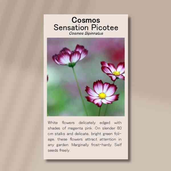 cosmos-picotee-front cosmos-picotee-front
