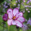cosmos-picotee-seeds-6