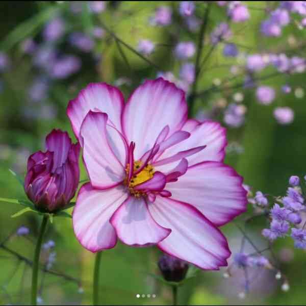cosmos-picotee-seeds-6