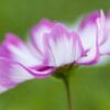 cosmos-sensation-picotee-seeds-3