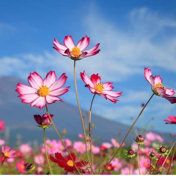 cosmos-sensation-picotee-seeds-4 cosmos-sensation-picotee-seeds-4