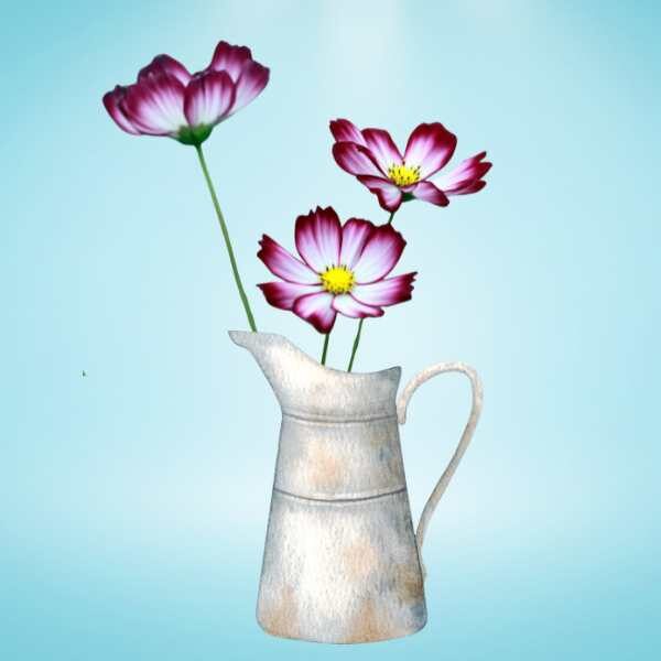 cosmos-sensation-picotee-seeds-5 cosmos-sensation-picotee-seeds-5