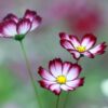 flower-cosmos picotee-seeds