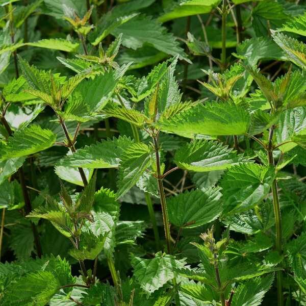 herb-nettle-seeds (1)