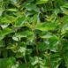 herb-nettle-seeds (1)