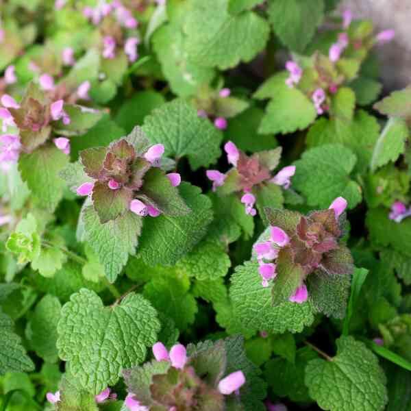 nettle-seeds-2 nettle-seeds-2