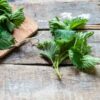nettle-stinging-seed-5