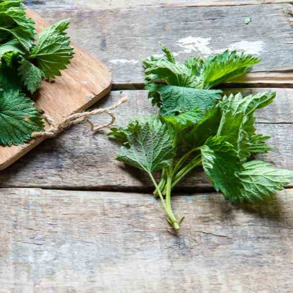 nettle-stinging-seed-5 nettle-stinging-seed-5