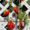 paste-tomato-seeds-6
