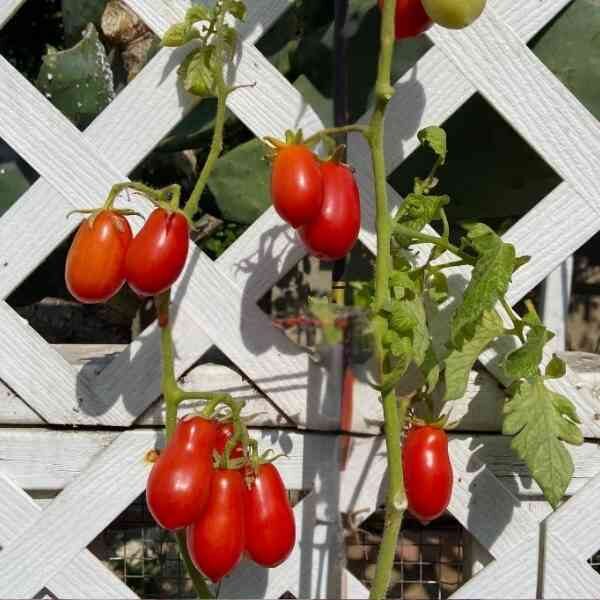 paste-tomato-seeds-6