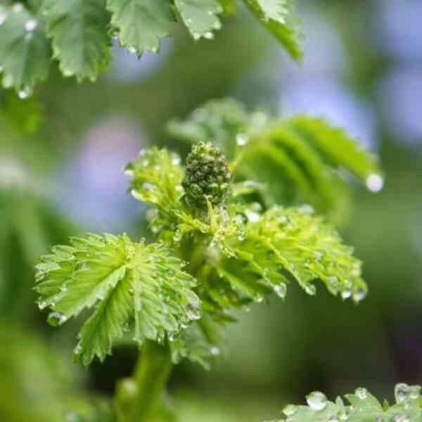 salad-burnet-seeds-1