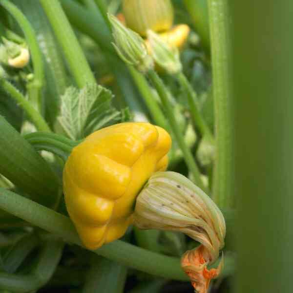 squash-golden-scallopini-seeds-1 squash-golden-scallopini-seeds-1