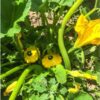 squash-golden-scallopini-seeds-2