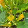 squash-golden-scallopini-seeds-3