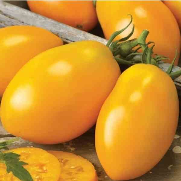 tomato-golden-roma-seeds-1