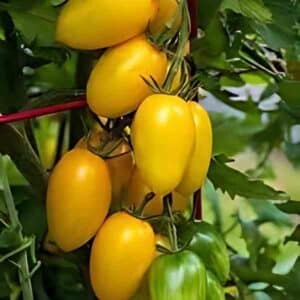 tomato-golden-roma-seeds-2