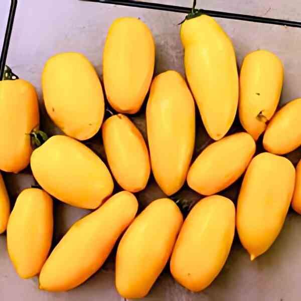 tomato-golden-roma-seeds-4 tomato-golden-roma-seeds-4