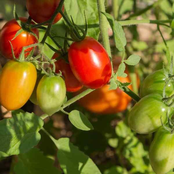 tomato-roma-seeds-1 tomato-roma-seeds-1