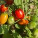 tomato-roma-seeds-1