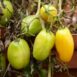 tomato-roma-seeds-2