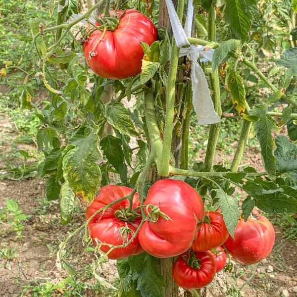tomato-rouge-de-marmand-seeds-2 tomato-rouge-de-marmand-seeds-2
