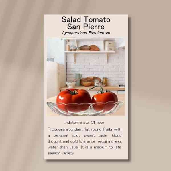 tomato-san-pierre-front Tomato san pierre front