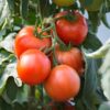 Tomato san pierre seeds