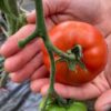 Tomato san pierre seeds 2