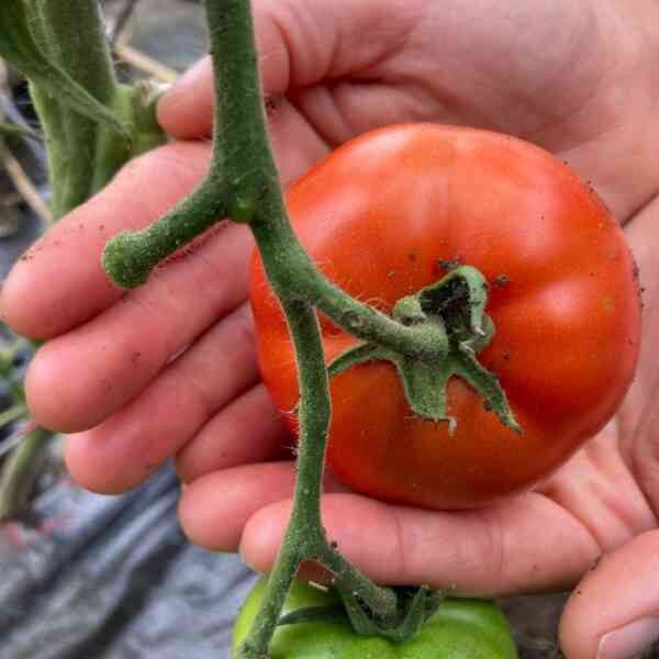 tomato-san-pierre-seeds-2 Tomato san pierre seeds 2