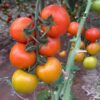 Tomato san pierre seeds 4