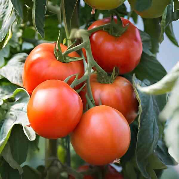 tomato-san-pierre-seeds Tomato san pierre seeds