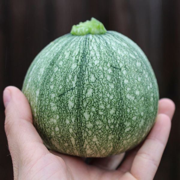 zucchini-ronde-de-nice-seed zucchini-ronde-de-nice-seed