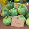 zucchini-ronde-de-nice-seeds-2