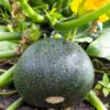 zucchini-ronde-de-nice-seeds-3