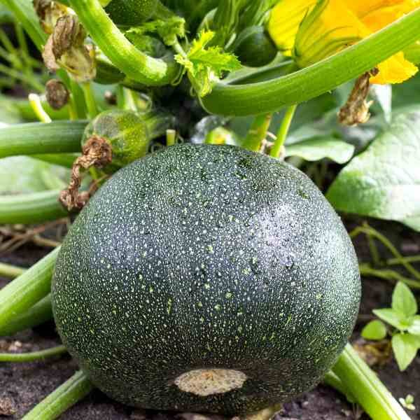 zucchini-ronde-de-nice-seeds-3 zucchini-ronde-de-nice-seeds-3