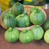 zucchini-ronde-de-nice-seeds-6