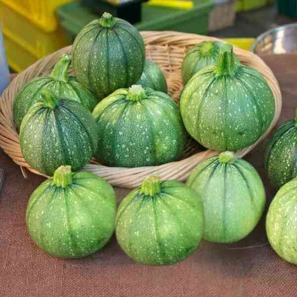 zucchini-ronde-de-nice-seeds-6