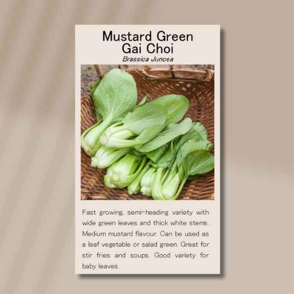 gai-choi-front gai-choi-front