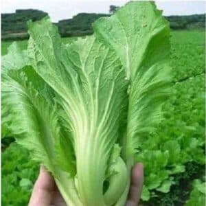Mustard Green Gai Choi
