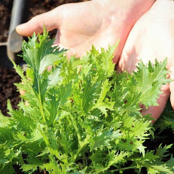 mizuna-green-streak-seeds-3 mizuna-green-streak-seeds-3