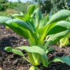 mustard-spinach-gai-choi-seeds-1