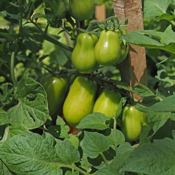 tomato-napoli-seeds-2 tomato-napoli-seeds-2