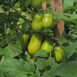 tomato-napoli-seeds-2