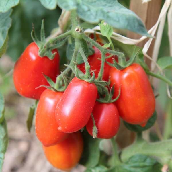 tomato-napoli-seeds